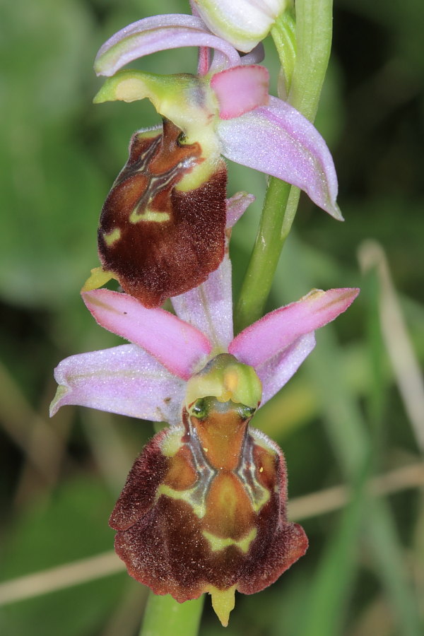 Ophrys holosericea?